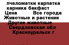 пчеломатки карпатка карника бакфаст F-1 › Цена ­ 800 - Все города Животные и растения » Другие животные   . Свердловская обл.,Красноуральск г.